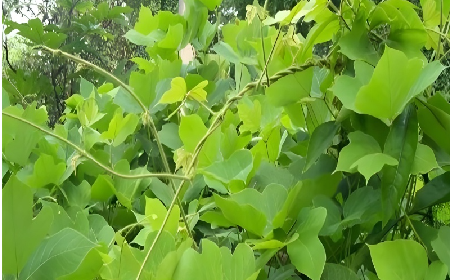 七夕寵妻狂魔就選它！二月風(fēng)雙有機(jī)野生葛根粉，健康又有文化味 