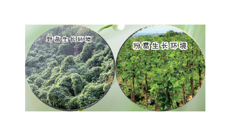 高學(xué)歷養(yǎng)生黨親測(cè)：這款雙有機(jī)野生葛根粉，憑什么成日常優(yōu)選？?